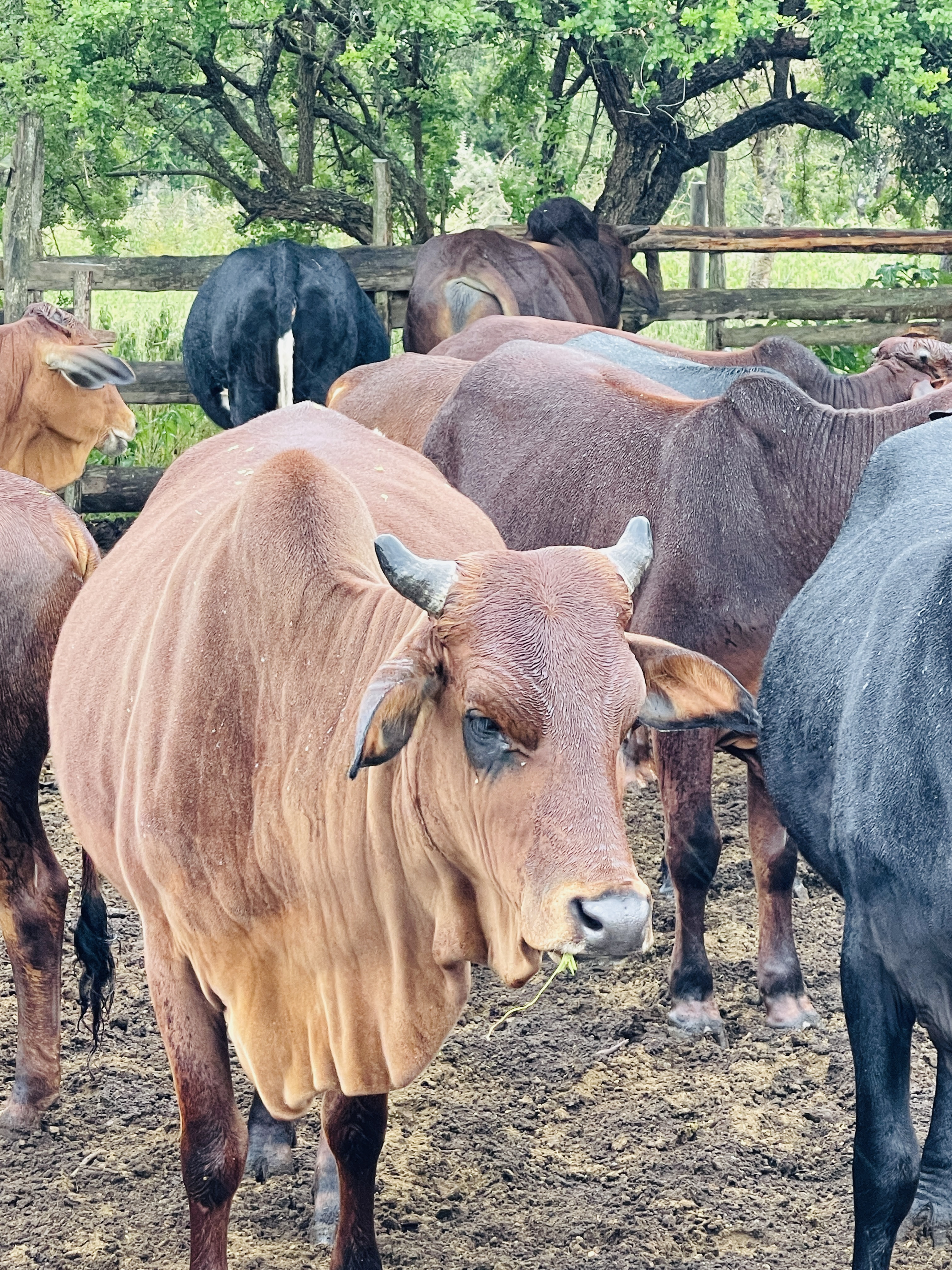 Cattle at Rena Farm