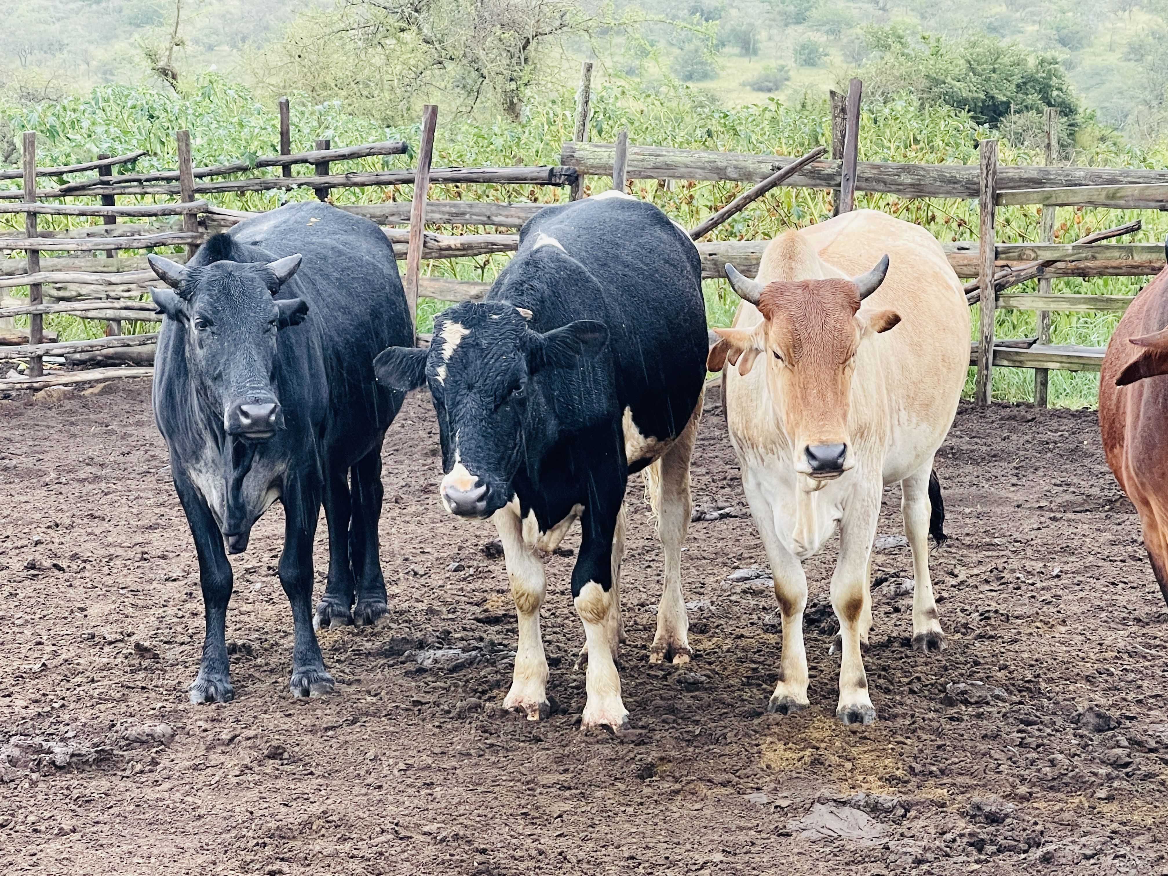 Beef cattle at Rena Farm