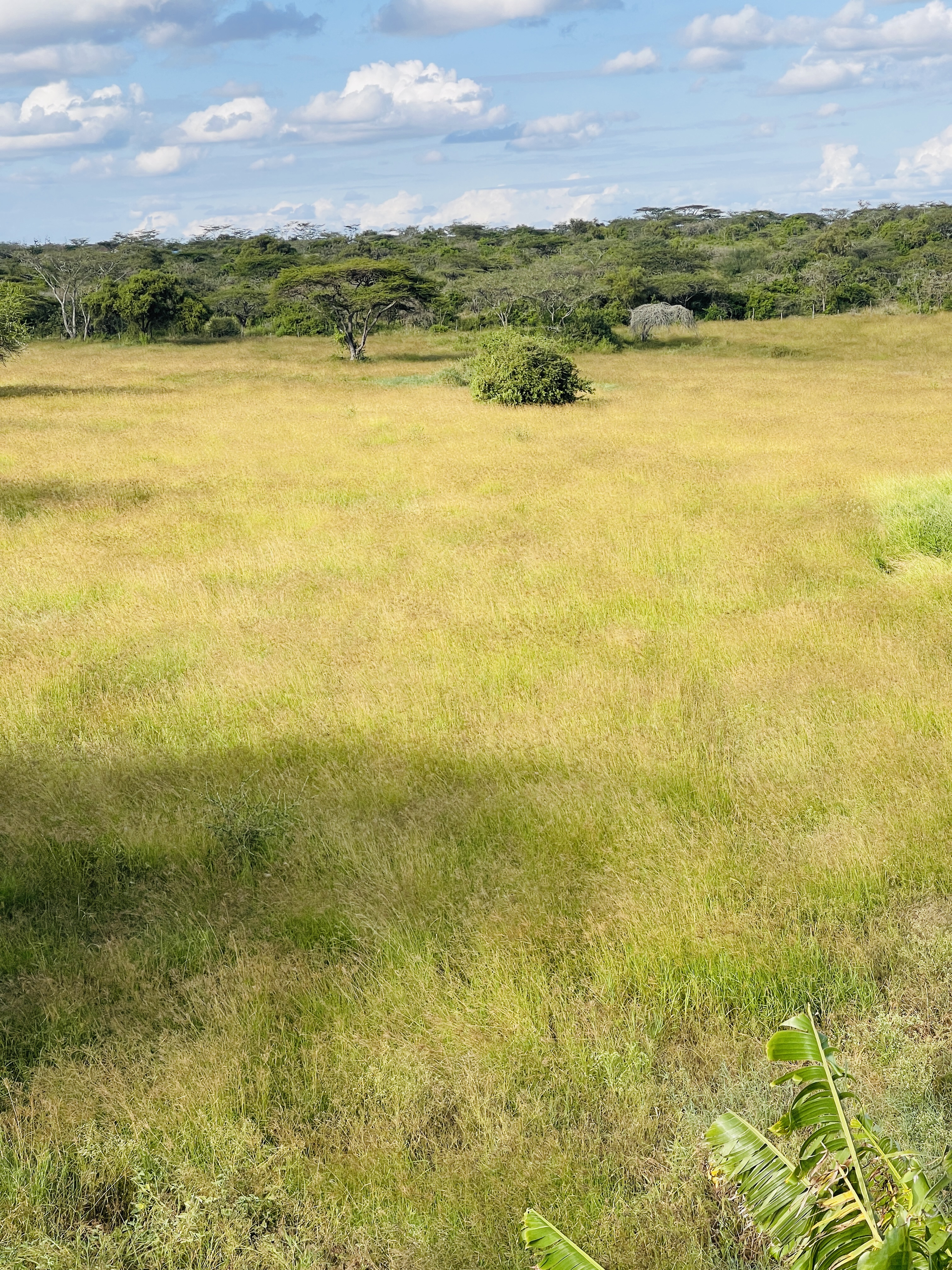 Rena Farm fodder fields