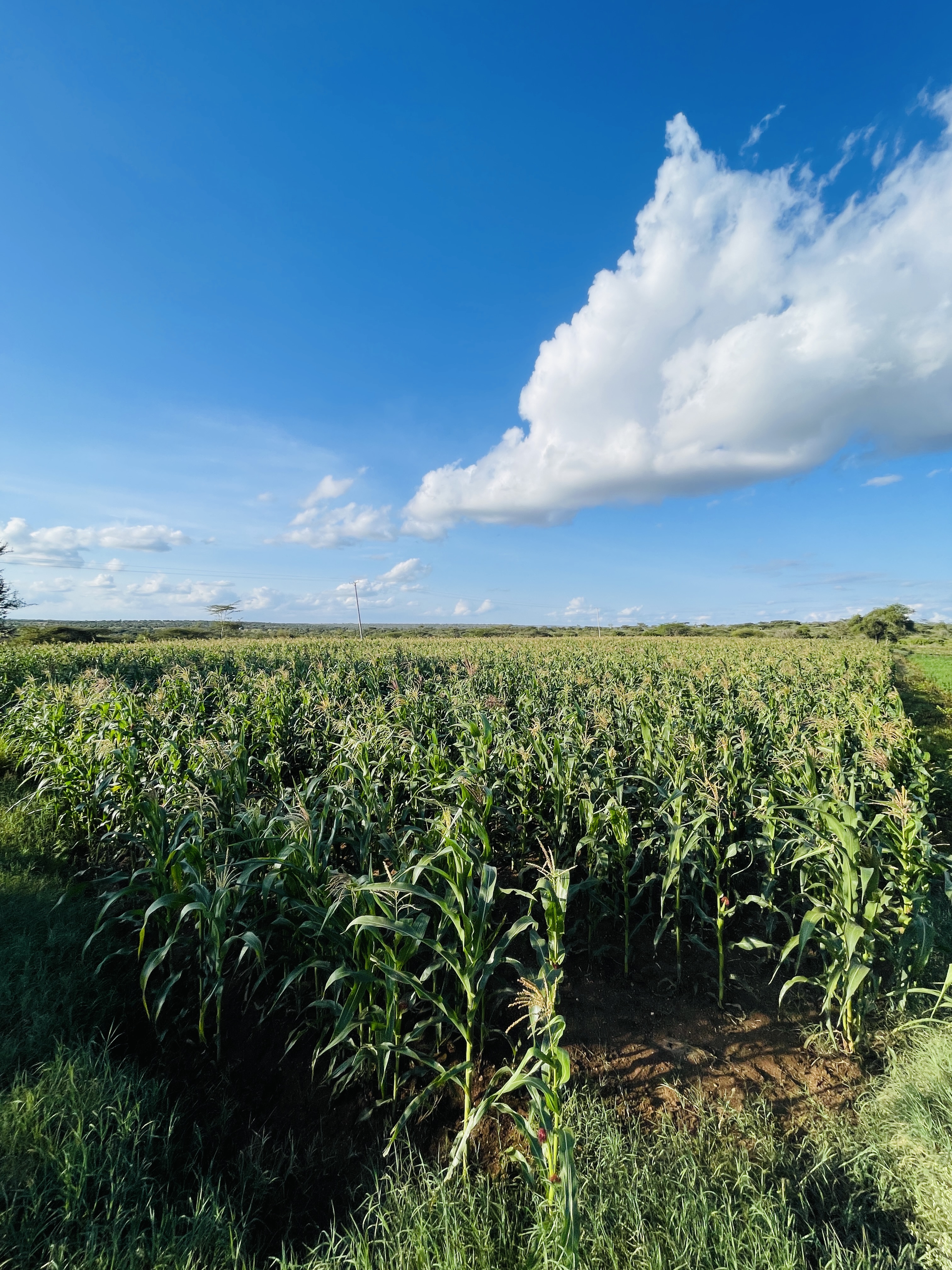 Rena Farm fields — maize and fodder crops under open sky