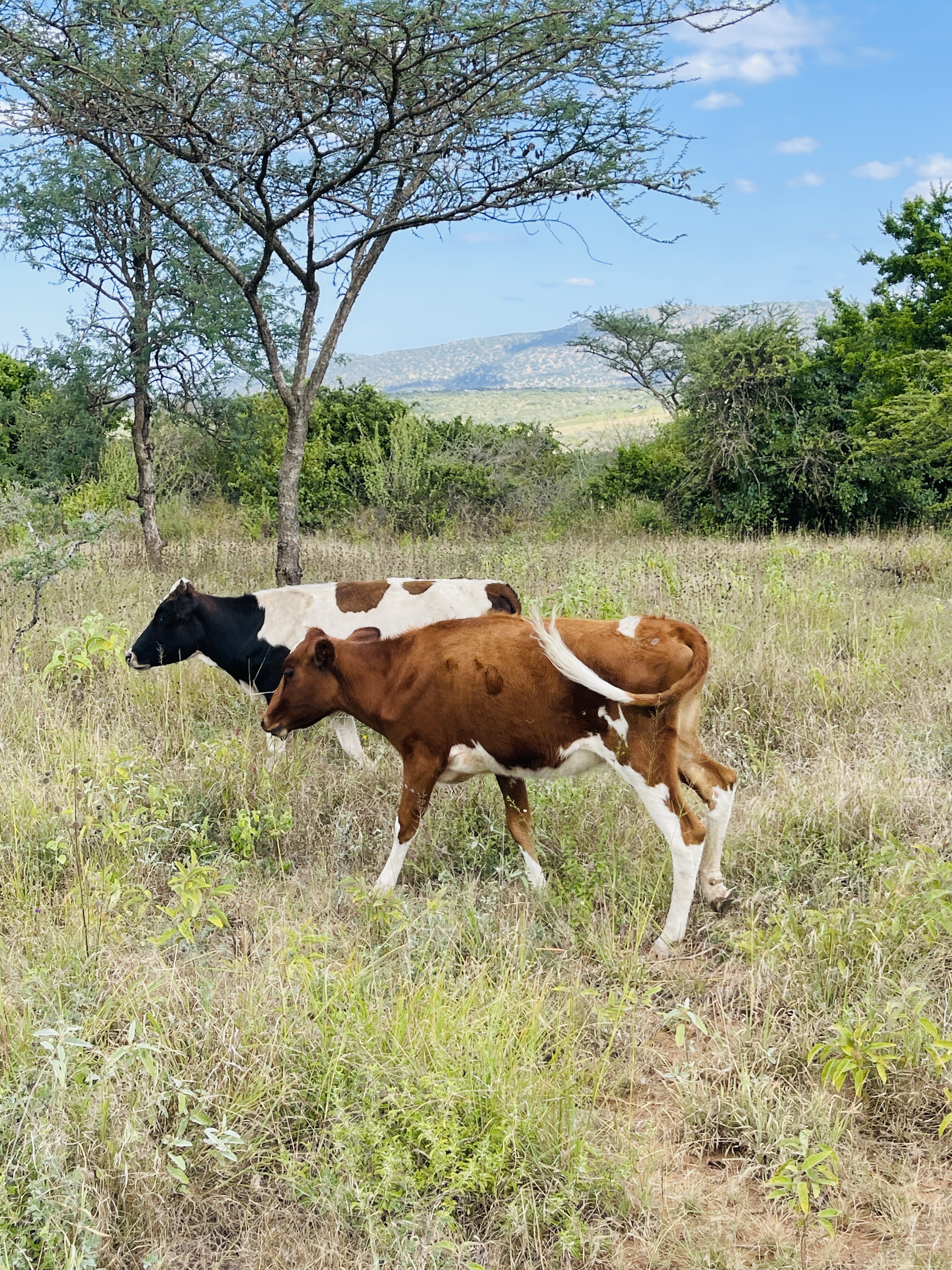 Dairy cows at Rena Farm