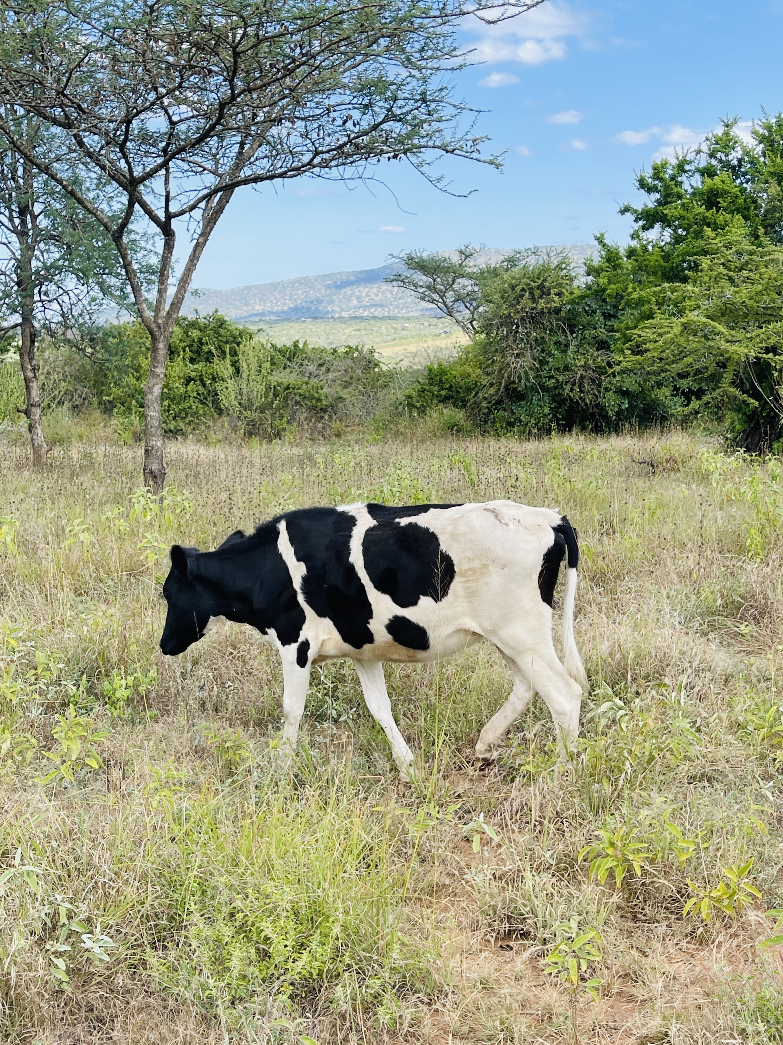 Dairy cows at Rena Farm