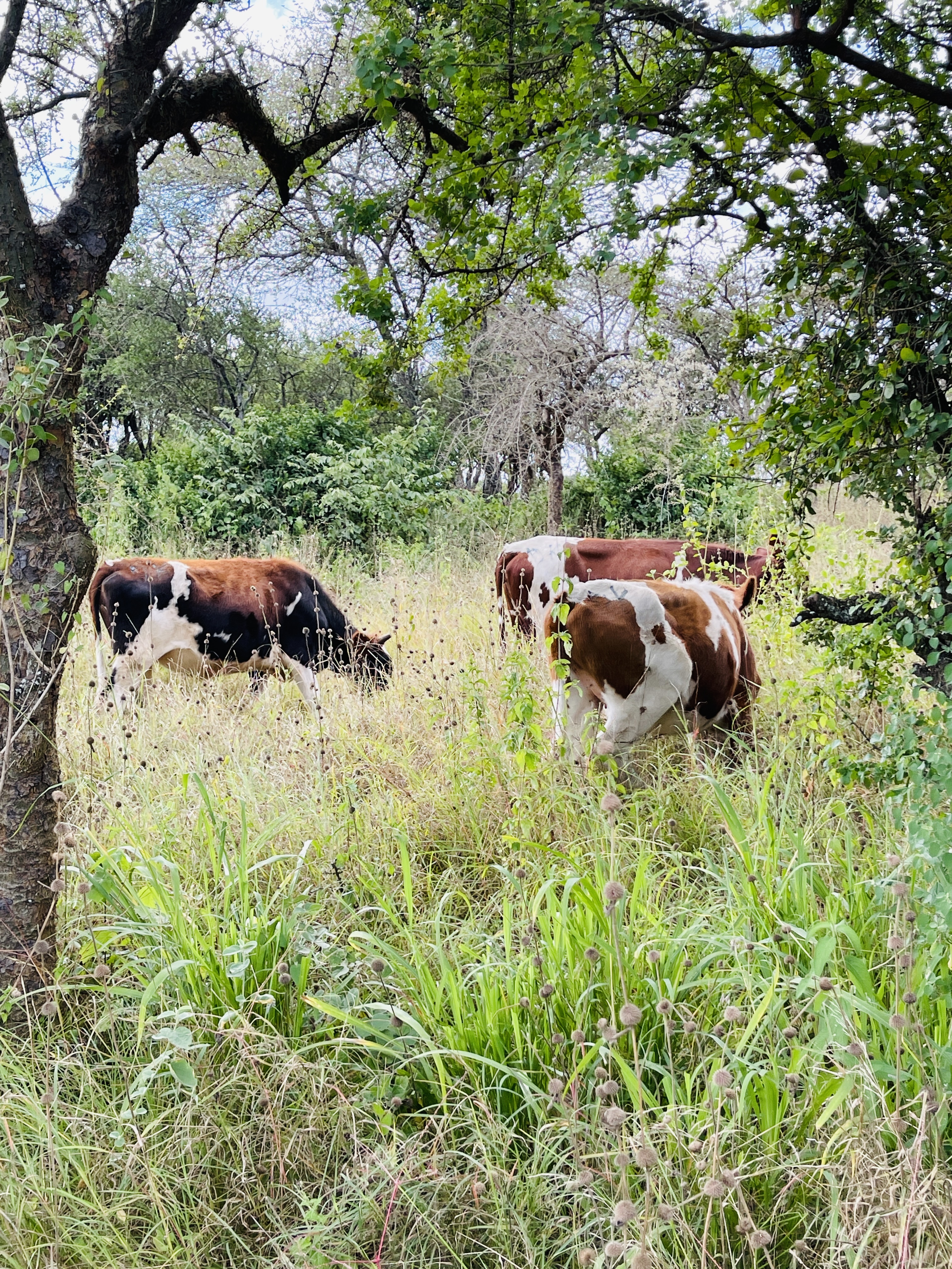 Dairy cows at Rena Farm