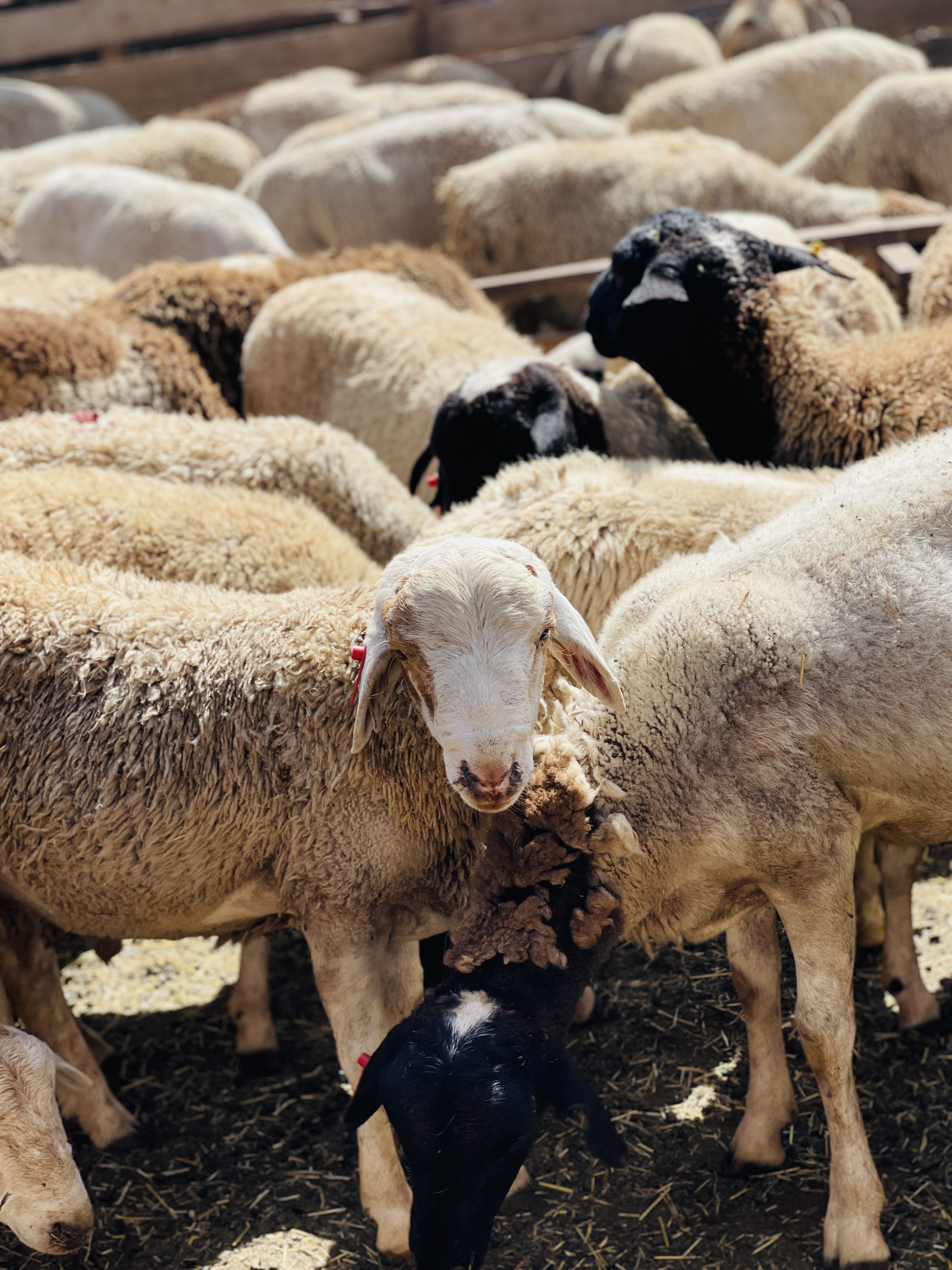 Pure Dorper sheep at Rena Farm
