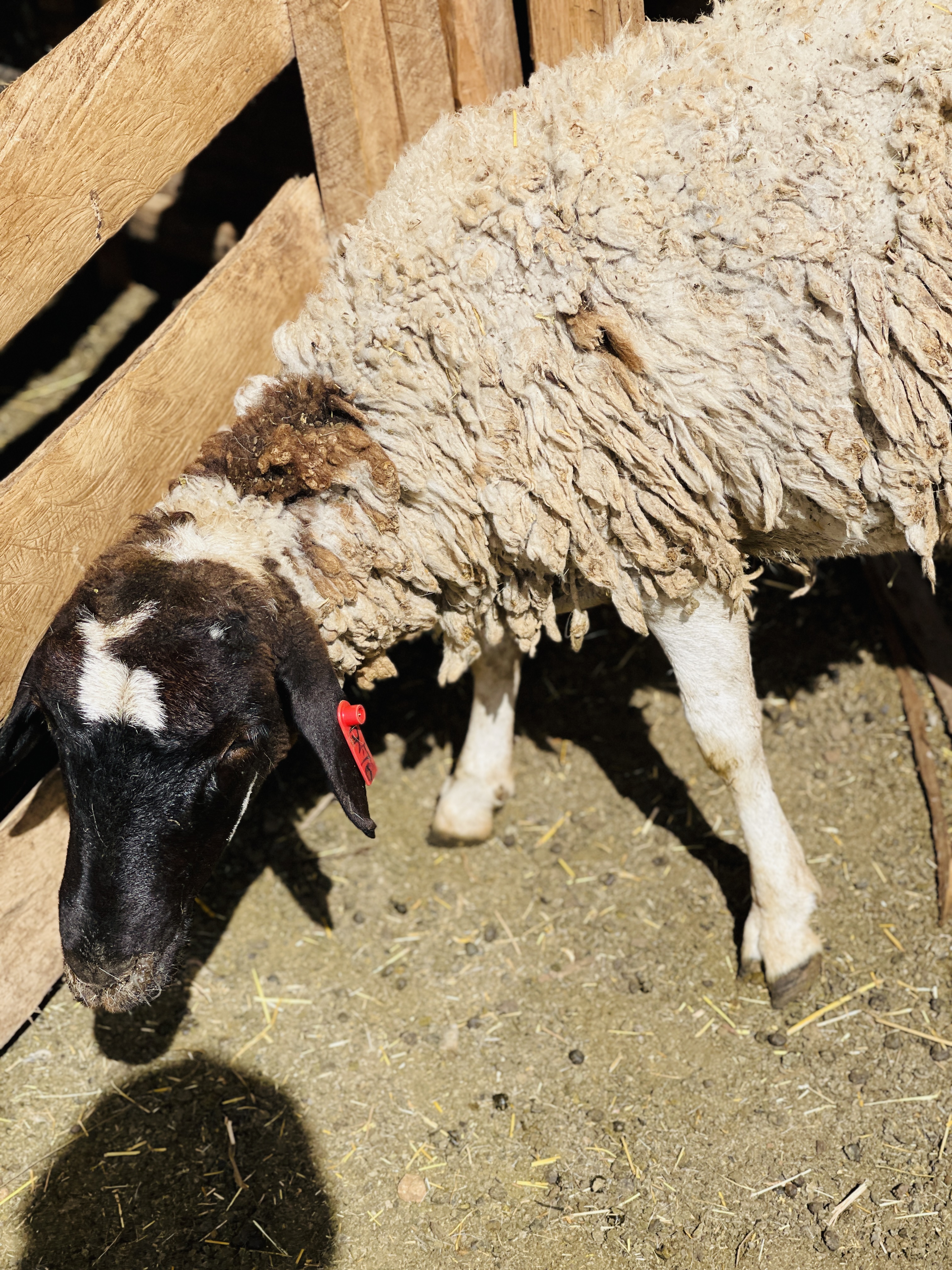 Dorper sheep at Rena Farm