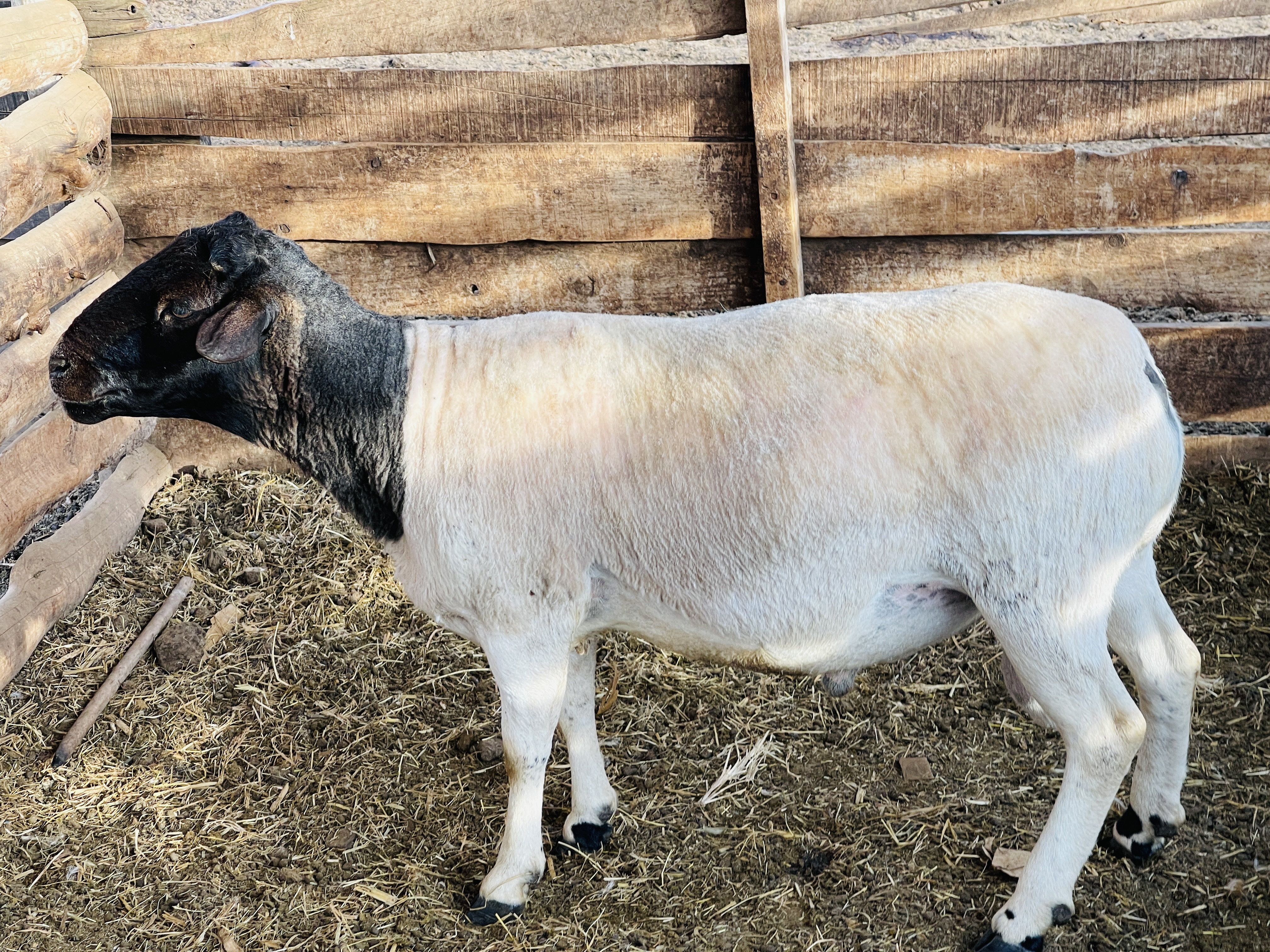 Dorper rams at Rena Farm