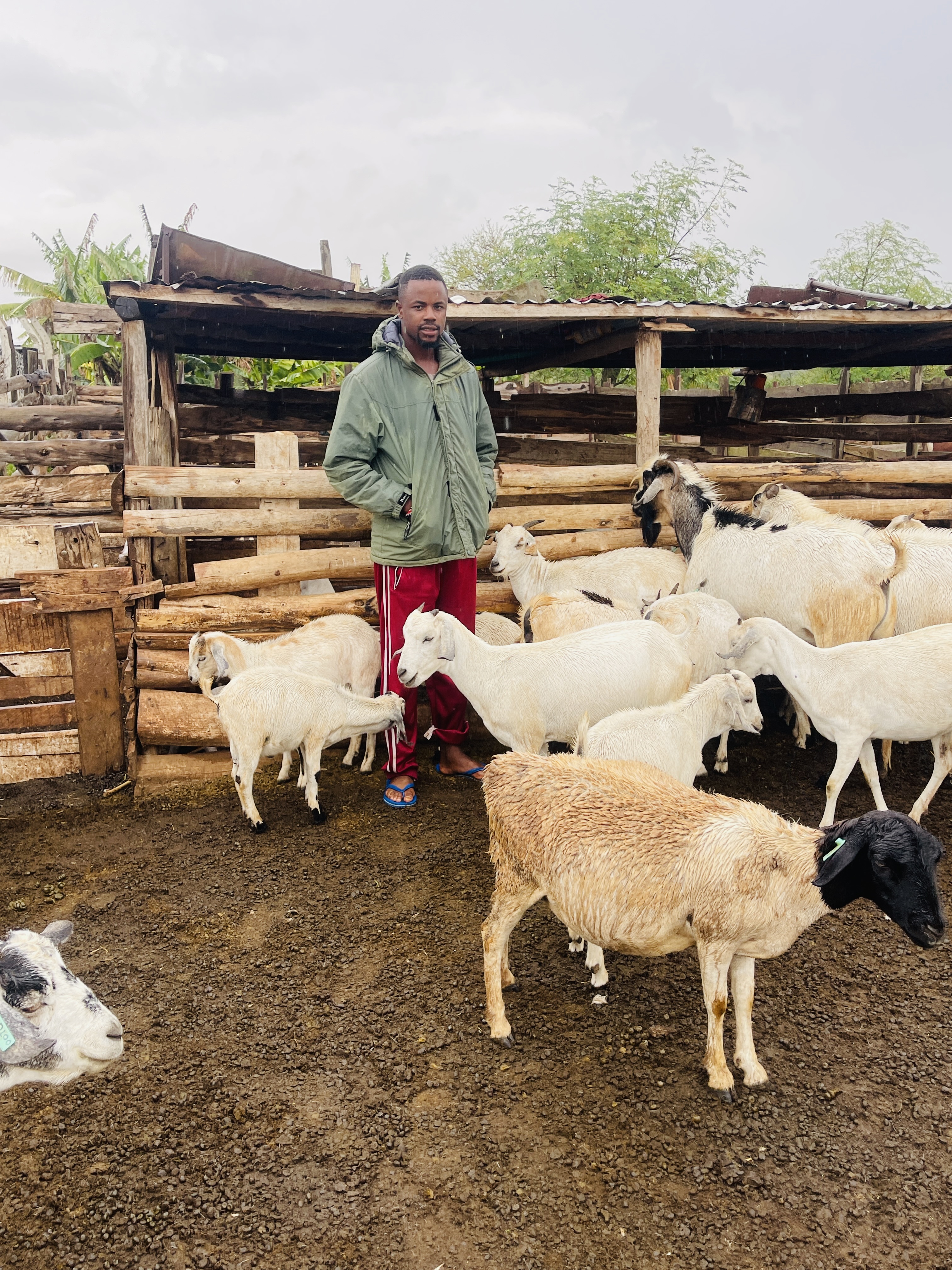 Gala goats at Rena Farm