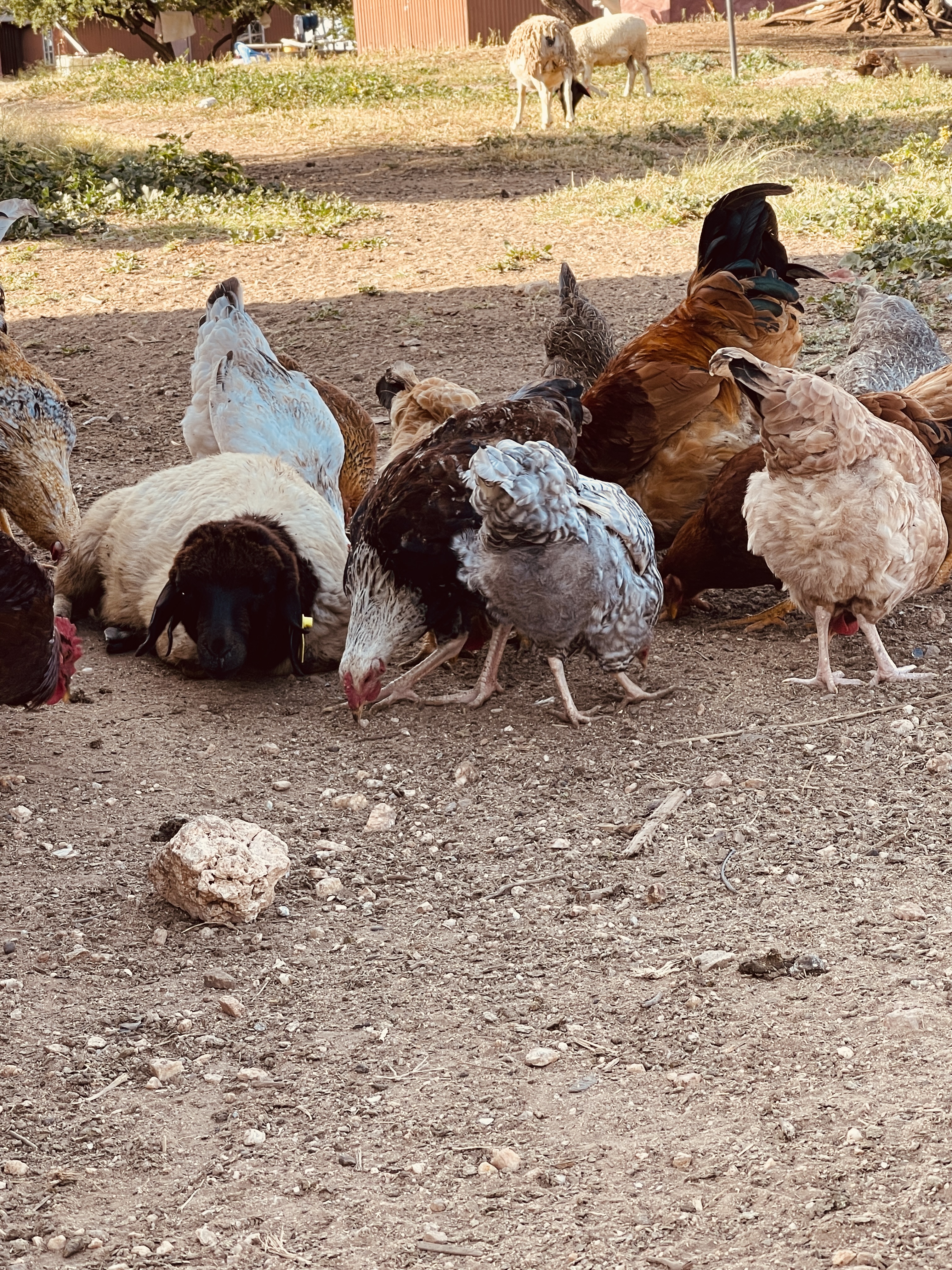 Kienyeji improved chicken at Rena Farm